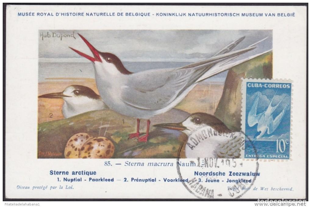 Postales: TMA-25 CUBA 1954. TARJETA MAXIMA FDC GAVIOTA ENTREGA ESPECIAL. SPECIAL DELIVERY. BIRD AVES PAJAROS.