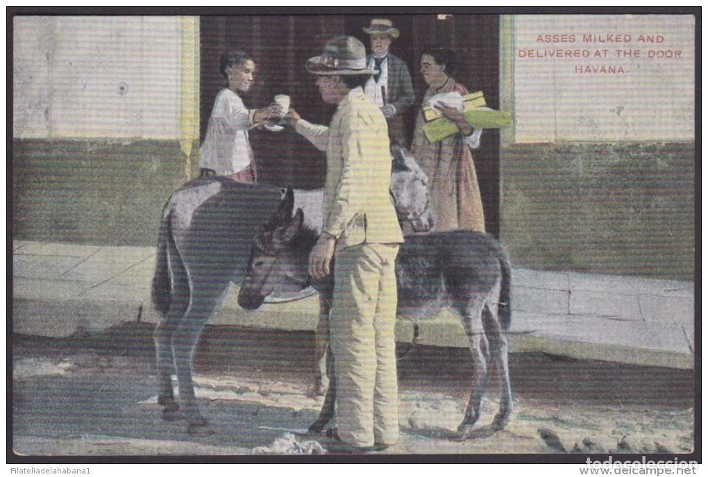 Postales: POS-119 CUBA CIRCA 1902 POSTCARD HABANA HAVANA REPARTIDOR DE LECHE EN BURRO. ASSES MILKED &amp DELI