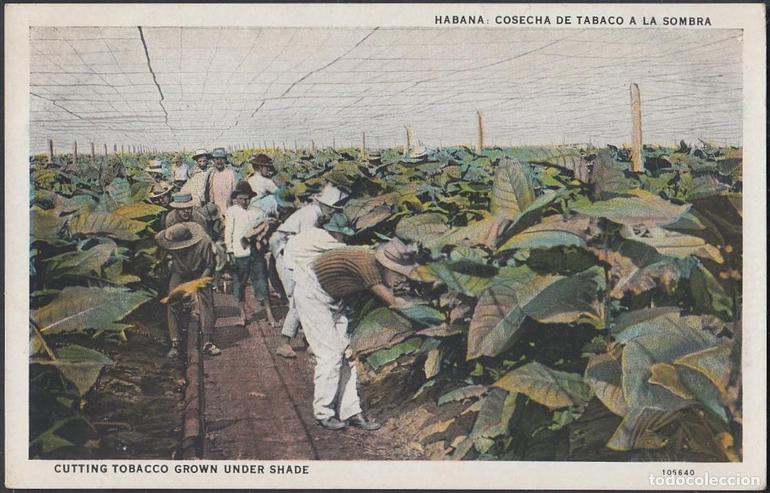Postales: POS-248 CUBA POSTCARD CIRCA 1920. CUTTING TOBACCO UNDER SHADE. RECOLECCION DE TABACO. UNUSED.