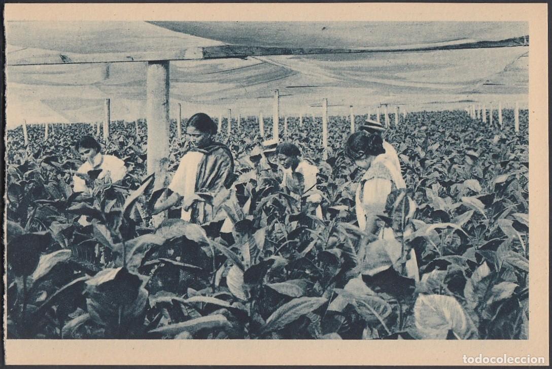Cartes Postales: POS-276 CUBA POSTCARD. CIRCA 1930. TOBACCO FIELDS TABACO. CULTIVO CON MOSQUITERO. RARE. UNUSED.