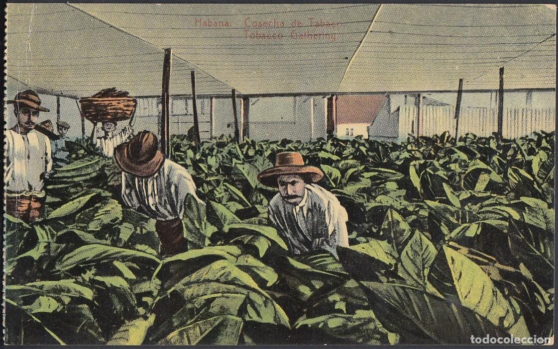 Cartes Postales: POS-277 CUBA POSTCARD. CIRCA 1930. TOBACCO FIELDS TABACO. COSECHA DE TABACO EN MOSQUITERO. UNUSED.