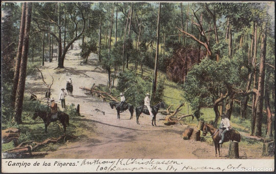 Cartes Postales: POS-270 CUBA POSTCARD. 1909. CAMINO DE LOS PINARES. PINES ROAT.