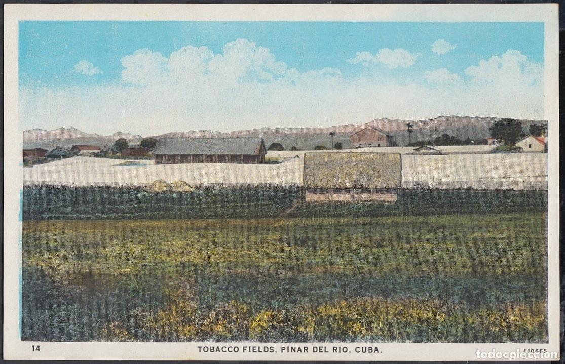 Cartes Postales: POS-279 CUBA POSTCARD. CIRCA 1950. TOBACCO TABACO. PLANTACION BAJO MOSQUITERO. PLATATION. UNUSED.