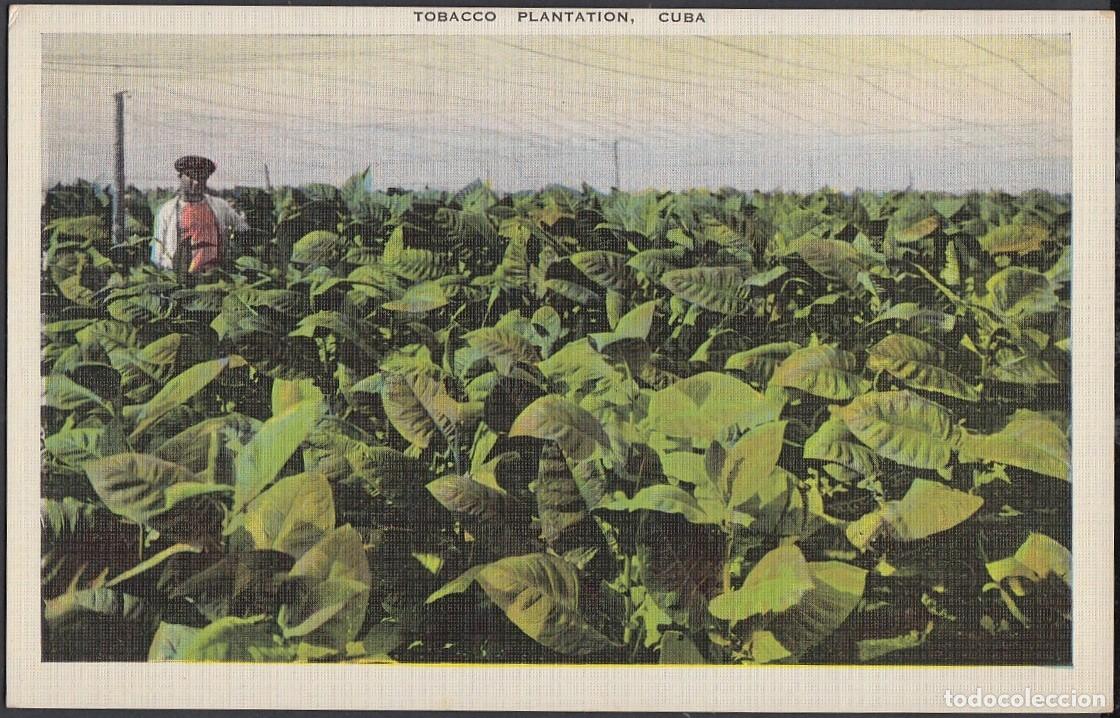 Cartes Postales: POS-278 CUBA POSTCARD. CIRCA 1950. TOBACCO TABACO. PLANTACION BAJO MOSQUITERO. PLATATION FIELDS. UNU