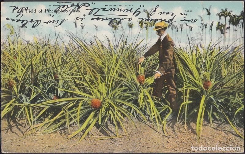 Cartes Postales: POS-352 CUBA POSTCARD HAVANA. HABANA 1907. PLANTACION DE PI&Ntilde;AS. FIELD OF PINEAPPLE TO US.