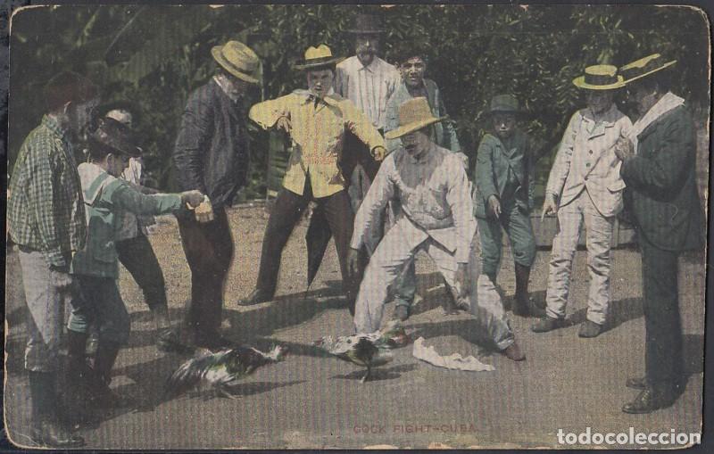 Cartes Postales: POS-369 CUBA POSTCARD. CIRCA 1902. PELEA DE GALLOS. ROOSTER FIGHTING