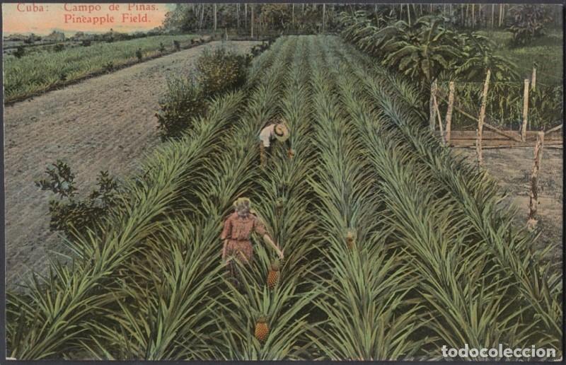 Cartes Postales: POS-445 CUBA POSTCARD. CIRCA 1920. CAMPO DE PI&Ntilde;AS. PINNEAPPLE FIELD.