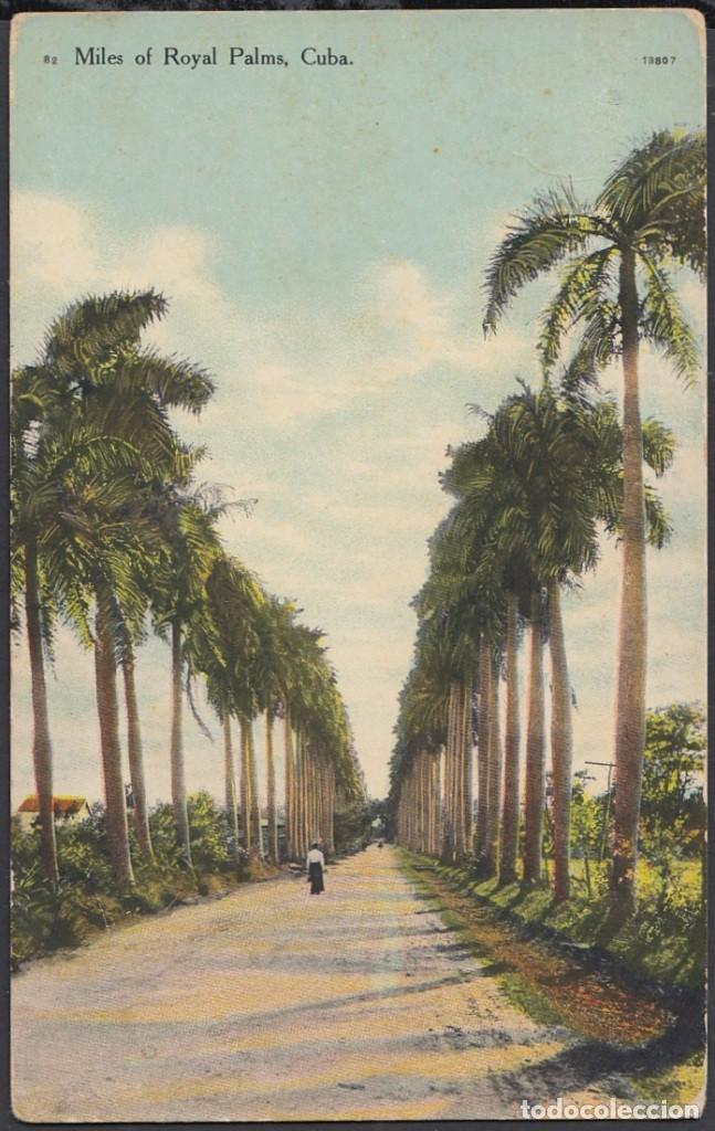Cartes Postales: POS-451 CUBA POSTCARD. CIRCA 1910. PAISAJE DEL CAMPO. AVENIDA DE PALMAS REALES. MILES ROYAL PALM.