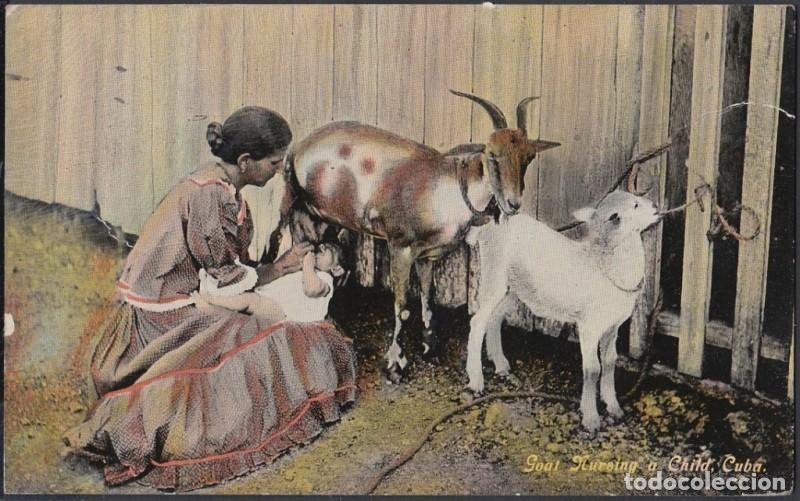 Cartes Postales: POS-472 CUBA POSTCARD. 1910. GOAT NURSING A CHILD. ALIMENTANDO NI&Ntilde;O CON UNA CHIVA.