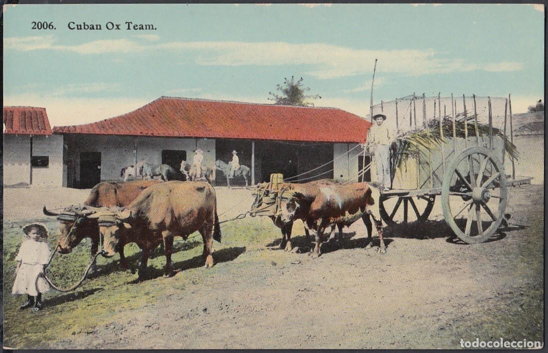 Cartes Postales: POS-475 CUBA POSTCARD. CIRCA 1910. OX TEAM. YUNTA DE BUEYES.