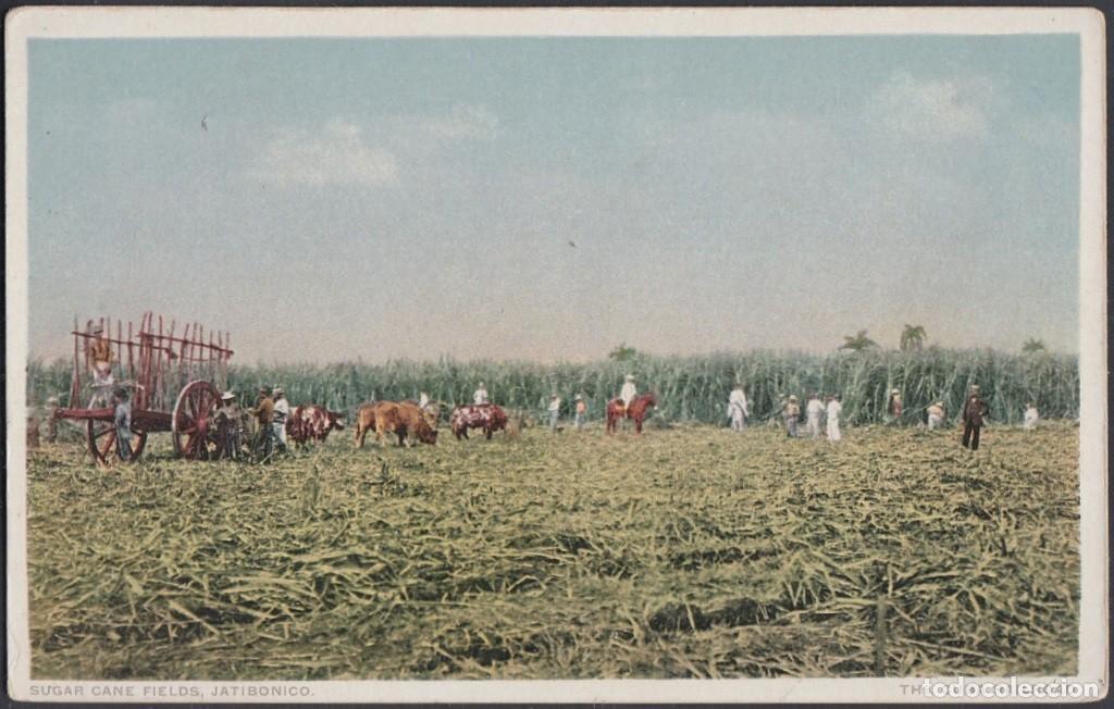 Cartes Postales: POS-520 CUBA POSTCARD. CIRCA 1930. JATIBONICO. PLANTACION CA&Ntilde;A AZUCAR. SUGAR CANE FIELD.