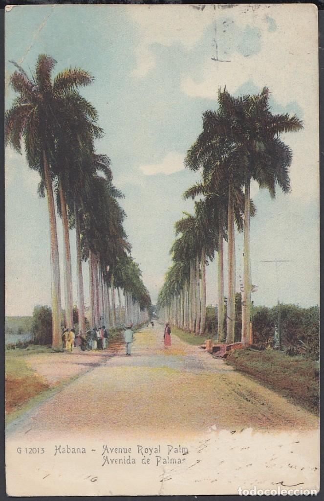 Cartes Postales: POS-717 CUBA POSTCARD. 1907. AVENIDA PALMAS REALES. ROYAL PALM TO DANMARK. DEFECTOS.