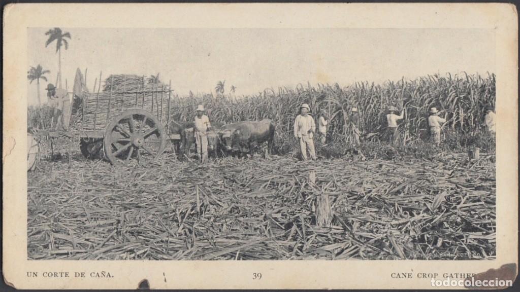 Cartes Postales: POS-748 CUBA POSTCARD. 1901. BUFFALO EXPO. CORTE DE CA&Ntilde;A. CANE CROP GATHERING.