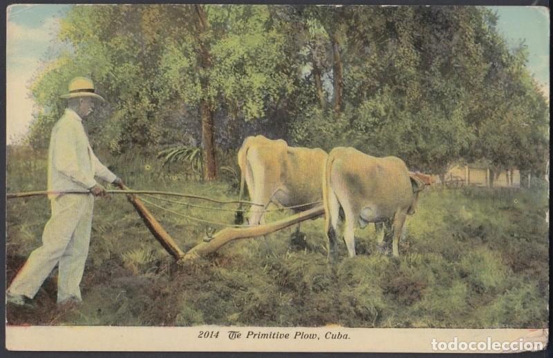 Postkarten: POS-868 CUBA POSTCARD. CIRCA 1910. ARANDO EL CAMPO CON BUEY. PRIMITIVE PLOW.