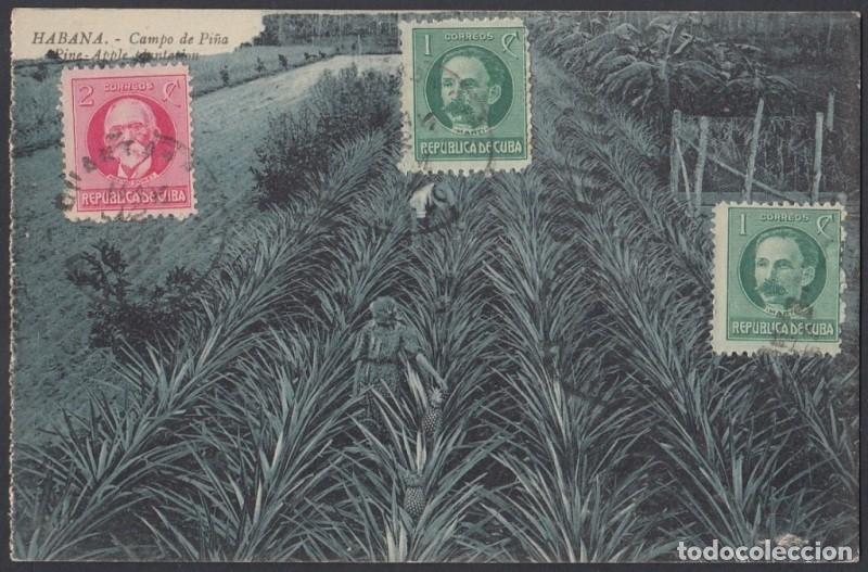 Postcards: POS-877 CUBA POSTCARD. CIRCA 1905. CAMPO DE PI&Ntilde;AS. PINNEAPLE PLANTATION.