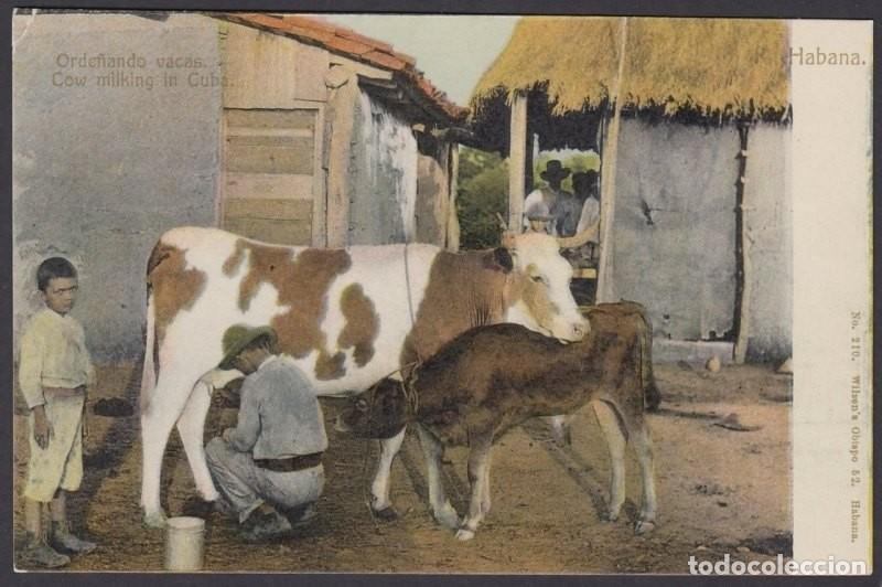 Postcards: POS-925 CUBA POSTCARD. CIRCA 1910. ORDE&Ntilde;O DE VACA, COW MILKIN. UNUSED.