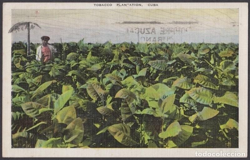 Postcards: POS-928 CUBA POSTCARD. 1945. TOBACCO PLANTATION. PLANTACION TABACO TO FRANCE.