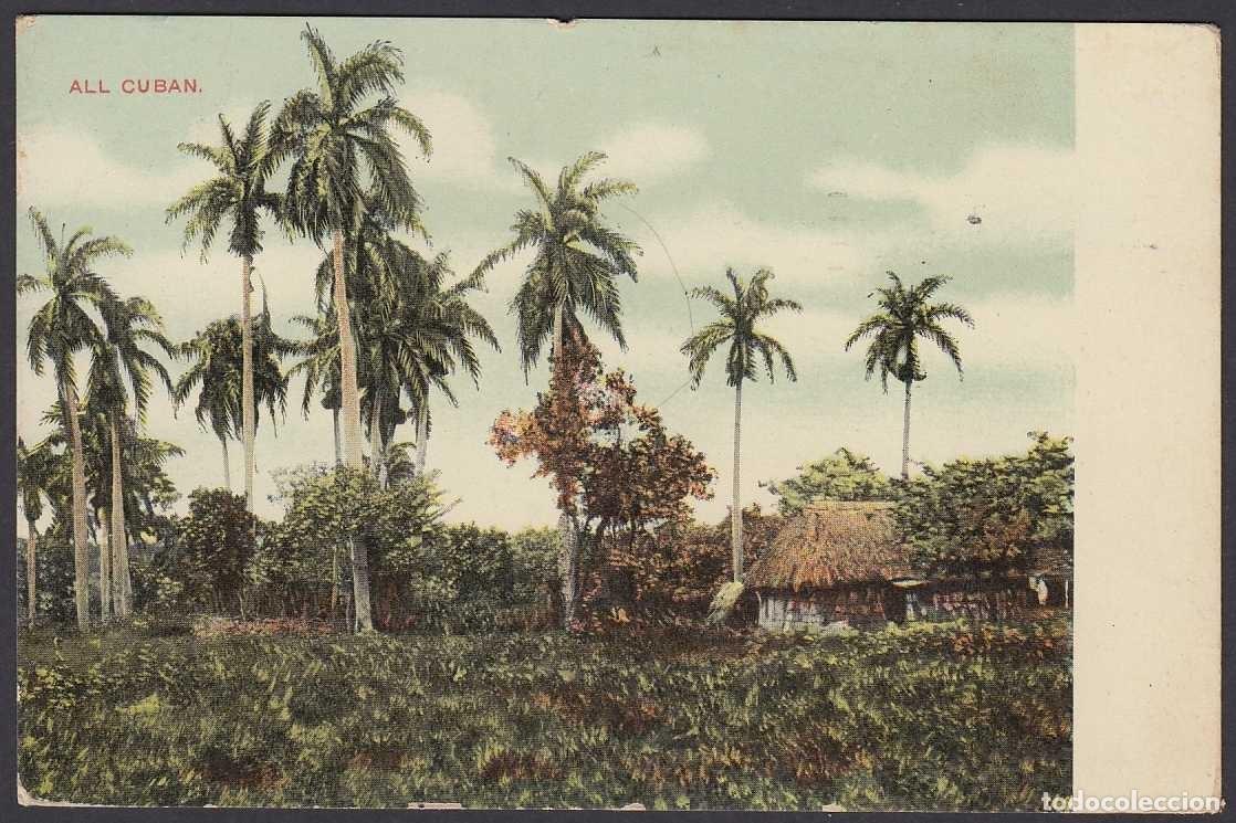 Postcards: POS-973 CUBA POSTCARD CIRCA 1902. PAISAJE CAMPESTRE. COUNTRY PALM. USE IN FRANCE