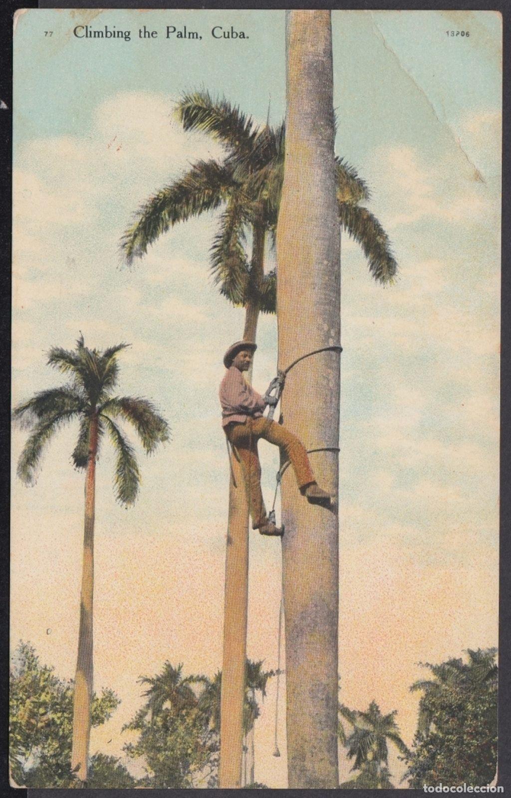 Postcards: POS-1015 CUBA POSTCARD. CIRCA 1910. DESMOCHADOR DE PALMAS. CLIMBING THE PALM.
