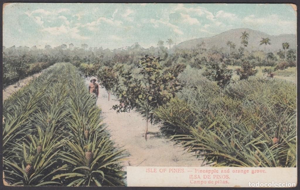 Postcards: POS-1046 CUBA POSTCARD. CIRCA 1902. PINES IS, PINNEAPPLE AND ORANGE. CAMPO DE PI&Ntilde;AS.