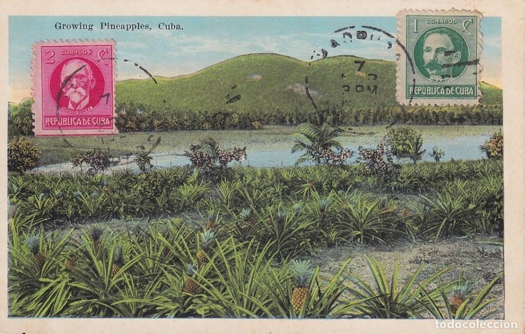 Postais: POS-1116 CUBA 1926 POSTCARD GROWING PINEAPLE, SEMBRADO DE PI&Ntilde;AS.