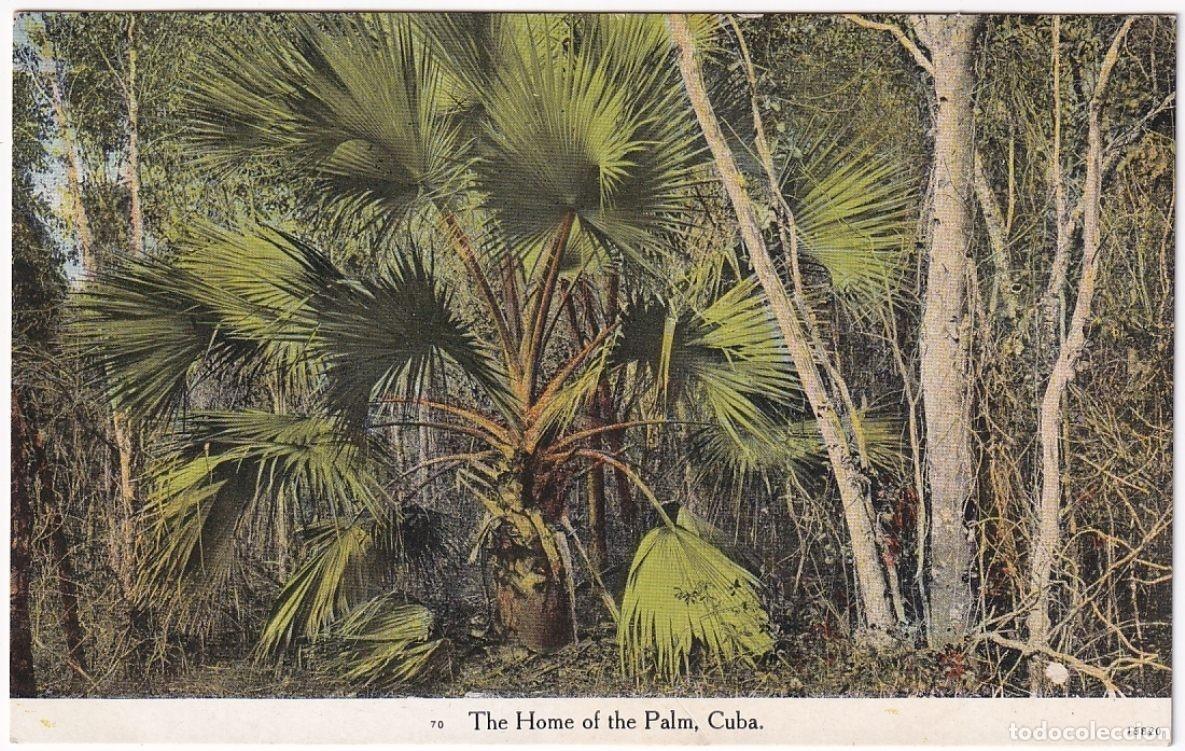 Postcards: POS-1150 CUBA POSTCARD UNUSED CIRCA 1920 HOME OF PALM, PALMAR