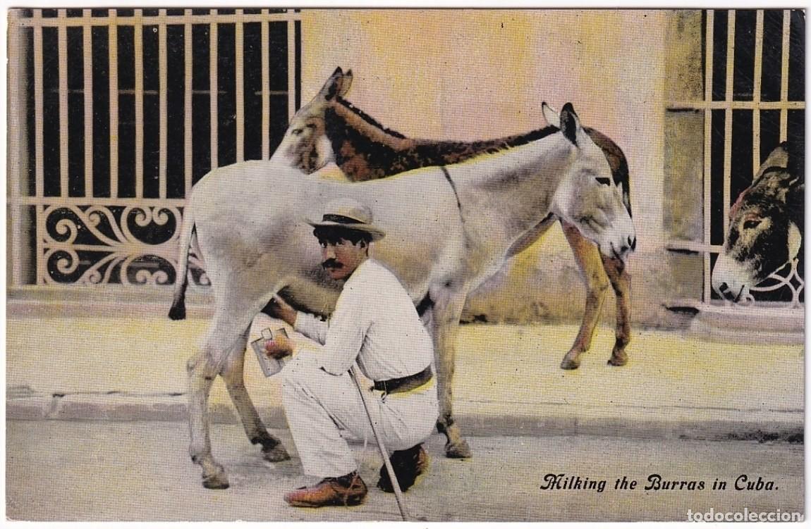 Postcards: POS-1159 CUBA POSTCARD UNUSED CIRCA 1920 MILKING BURRAS, VENDEDOR CALLEJERO DE LECHE DE BURRA.