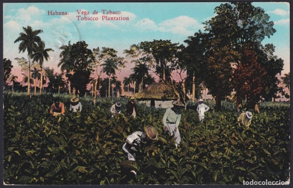 Postcards: POS-1190 CUBA POSTCARD 1948 TOBACCO PLANTATION, VEGA DE TABACO