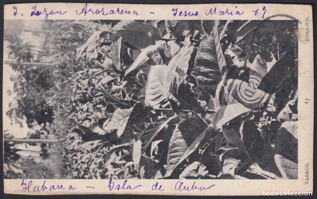 Postcards: POS-1199 CUBA POSTCARD CIRCA 1903 TOBACCO PLANTATION, VEGA DE TABACO