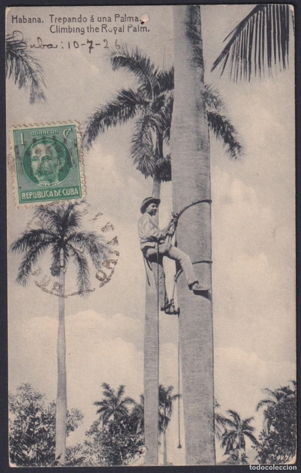 Postkarten: POS-1177 CUBA POSTCARD 1926 ROYAL PLAM CLIMBING HOLGUIN DESMOCHADOR DE PALMAS.