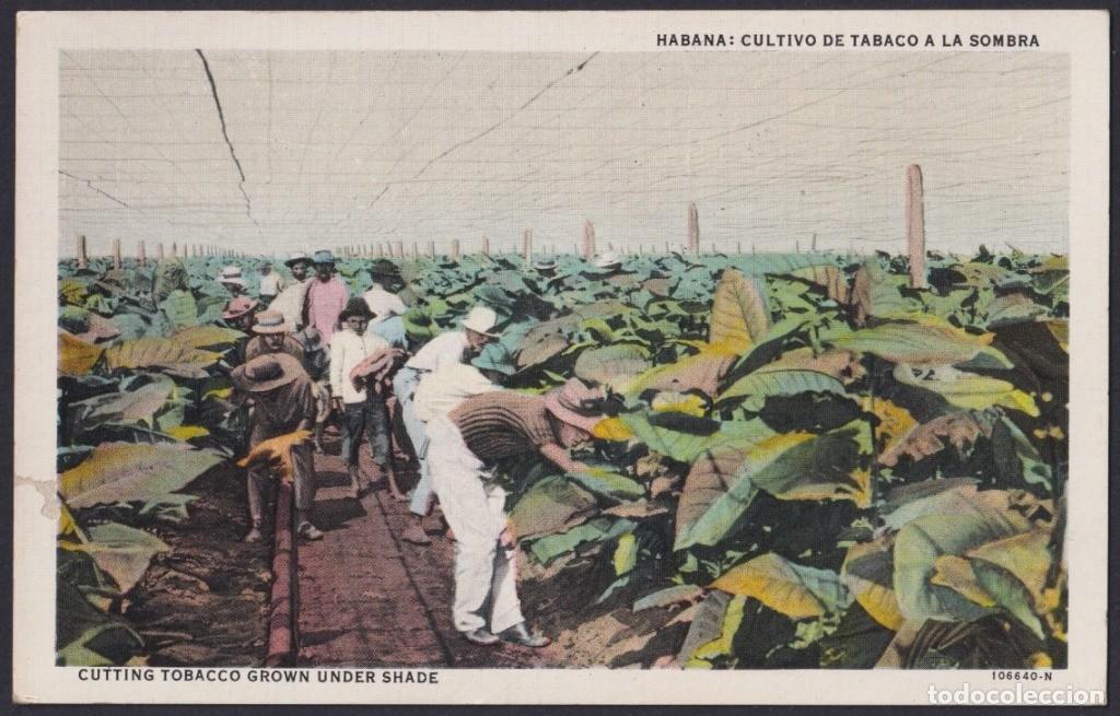 Postkarten: POS-1192 CUBA POSTCARD CIRCA 1920 TOBACCO PLANTATION, VEGA DE TABACO
