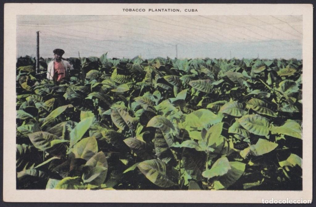 Postkarten: POS-1201 CUBA POSTCARD CIRCA 1930 TOBACCO PLANTATION, VEGA DE TABACO.