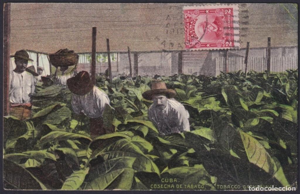 Postkarten: POS-1202 CUBA POSTCARD CIRCA 1912 TOBACCO GATHERING, COSECHA DE TABACO