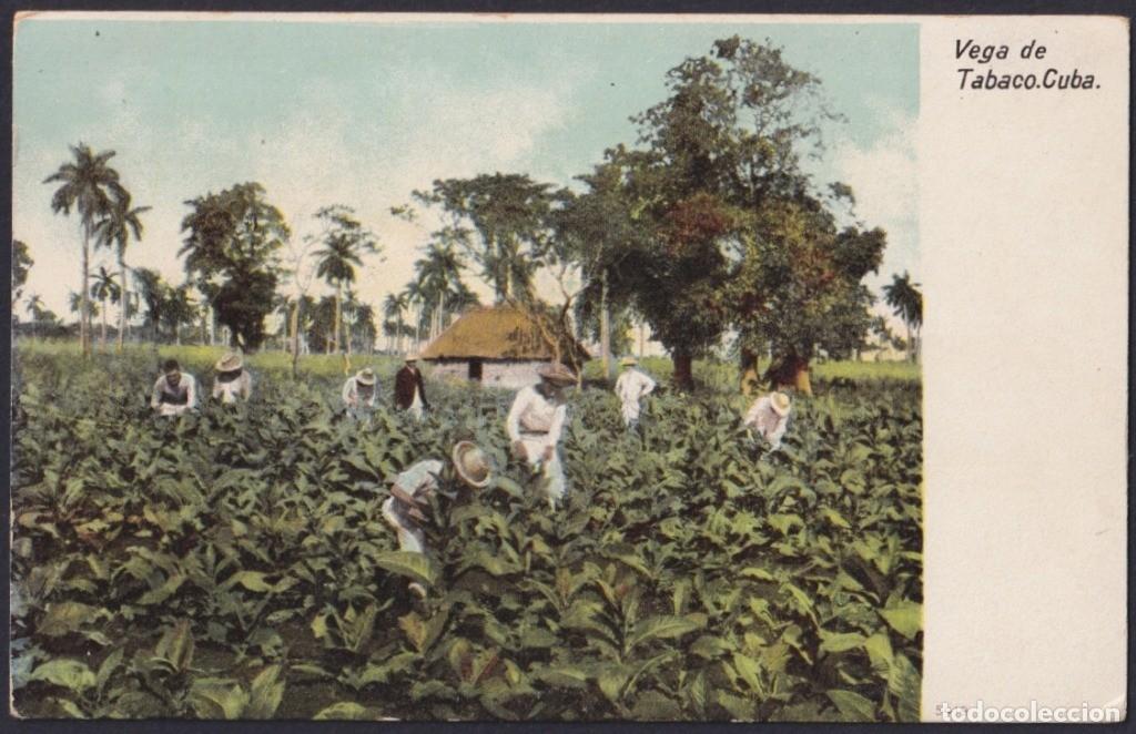 Postkarten: POS-1203 CUBA POSTCARD CIRCA 1905 TOBACCO PLANTATION, VEGA DE TABACO.