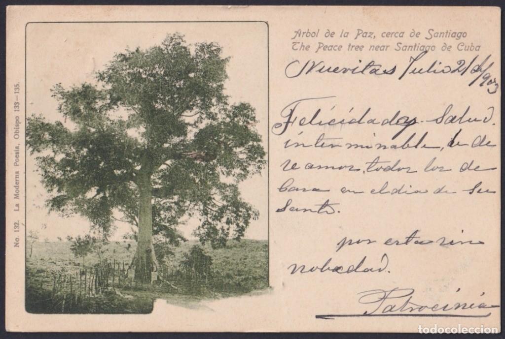 Postkarten: POS-1219 CUBA POSTCARD 1903 ARBOL DE LA PAZ. SANTIAGO DE CUBA TREE INDEPENDENCE.