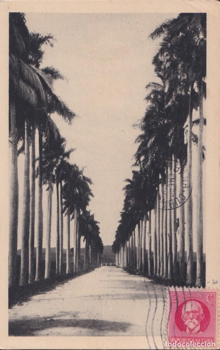 Cartoline: POS-1327 CUBA POSTCARD 1958 AVENIDA DE PALMAS REALES ROYAL PALM AVENUE.