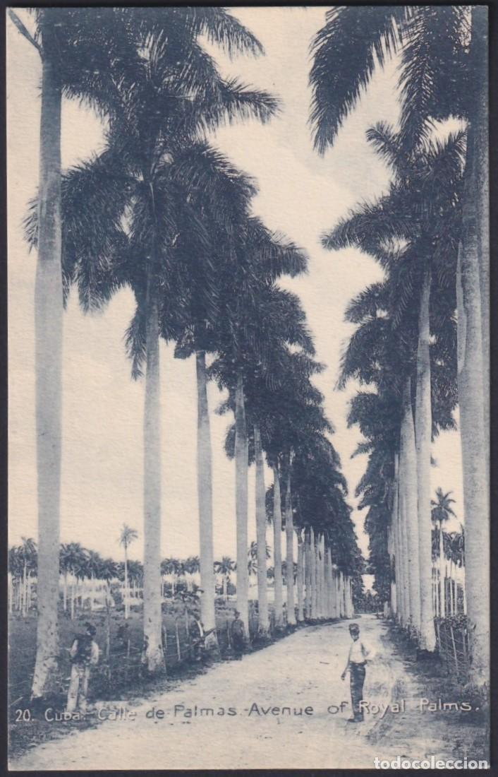 Postales: POS-1487 CUBA POSTCARD CIRCA 1910 AVENIDA CON PALMAS LANDSCAPE ROYAL PALM.