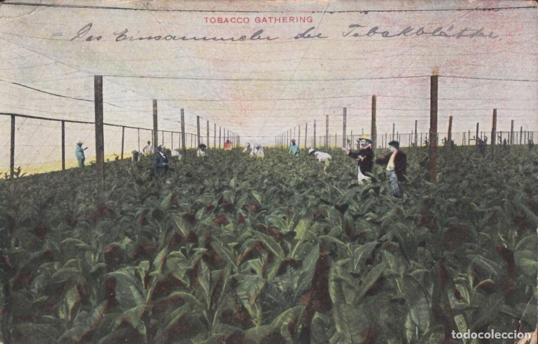 Postales: POS-1576 CUBA POSTCARD 1911 TOBACCO GATHERING TABACO TO GERMANY.