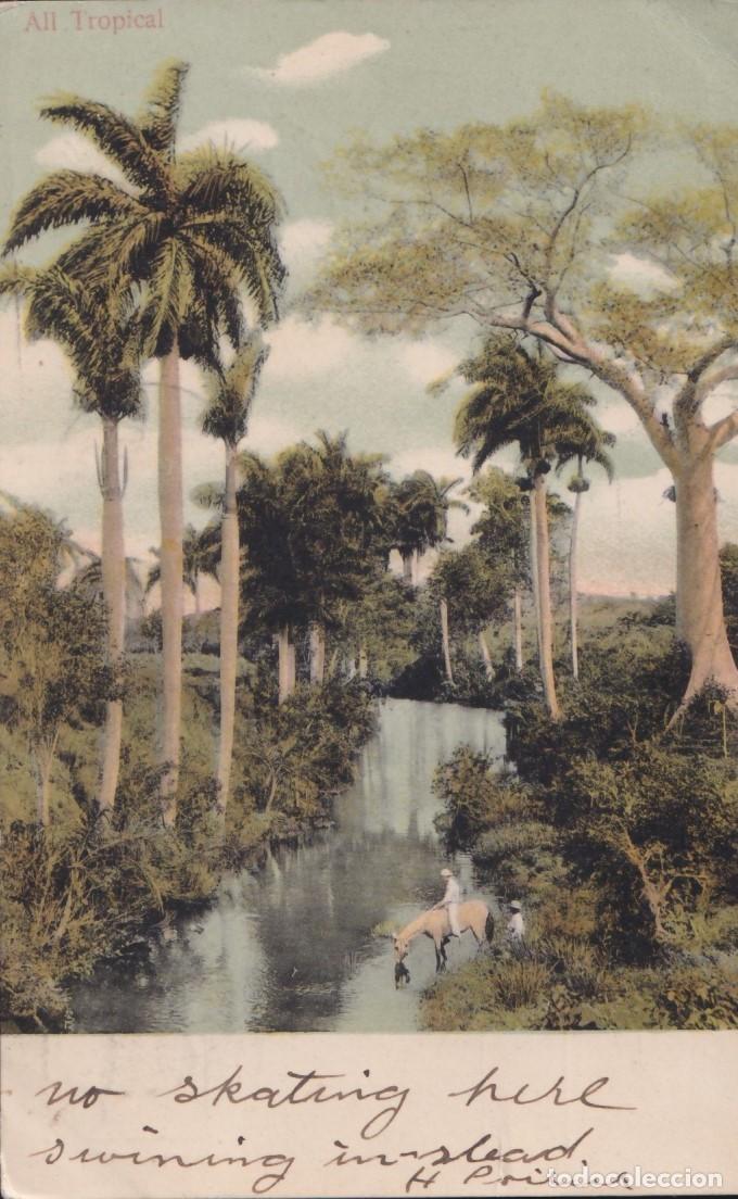 Postkarten: POS-1570 CUBA 1907 LANDSCAPE PALM & RIVER, PAISAJE CAMPESTRE TO US.