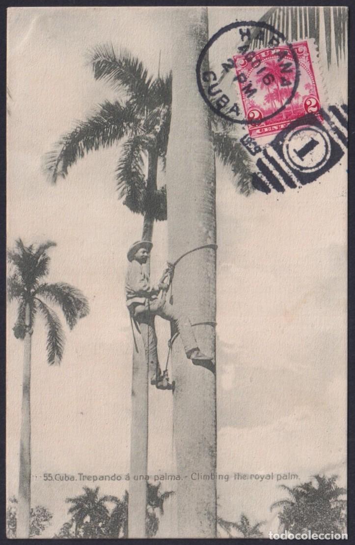 Postales: POS-1735 CUBA 1909 POSTCARD RARE MAXIM CARD CLIMBING PALM DESMOCHADOR DE PALMA.