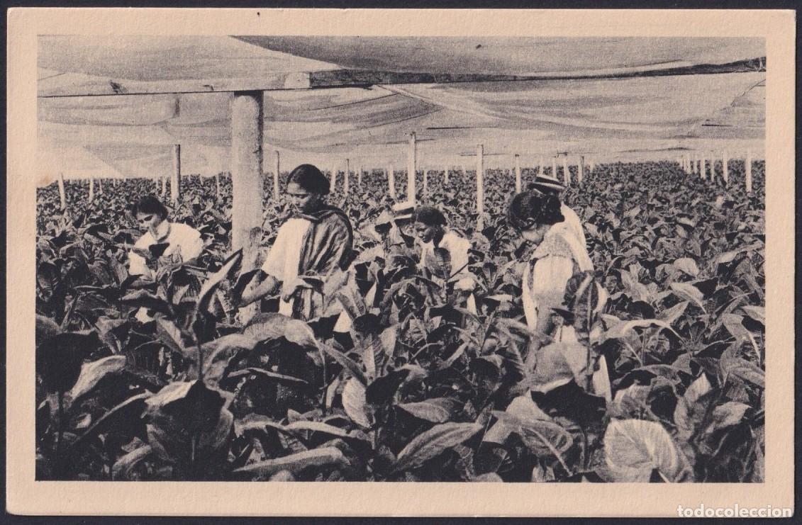 Postales: POS-1719 CUBA CIRCA 1920 POSTCARD UNUSED CULTIVO DE TABACO TOBACCO GROWN UNDER SHADE.
