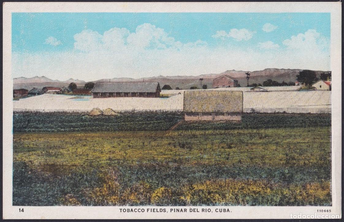 Postales: POS-1697 CUBA POSTCARD CIRCA 1930 TOBACCO FIELD PLANTATION TABACO UNUSED.