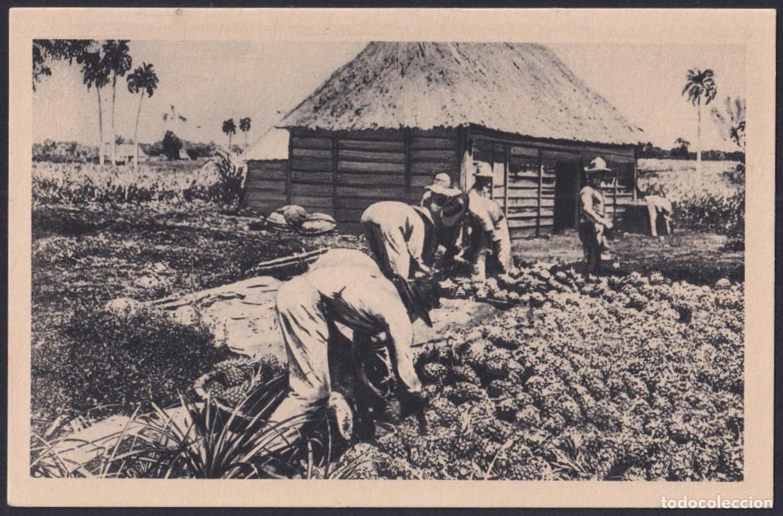 Postales: POS-1720 CUBA CIRCA 1920 POSTCARD UNUSED PINEAPPLE CROP CULTIVO DE PI&Ntilde;A.