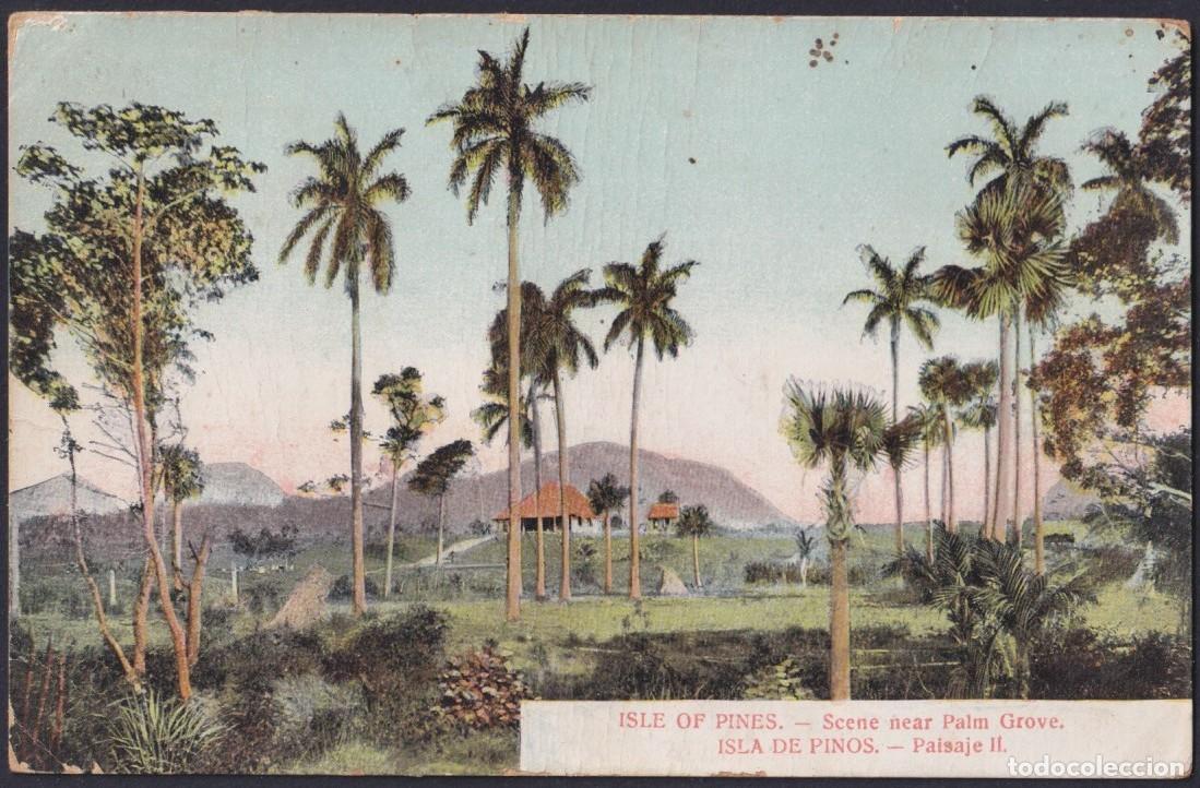 Postales: POS-1763 CUBA POSTCARD CIRCA 1905 PINES IS LANDSCAPE PALM CROVE.