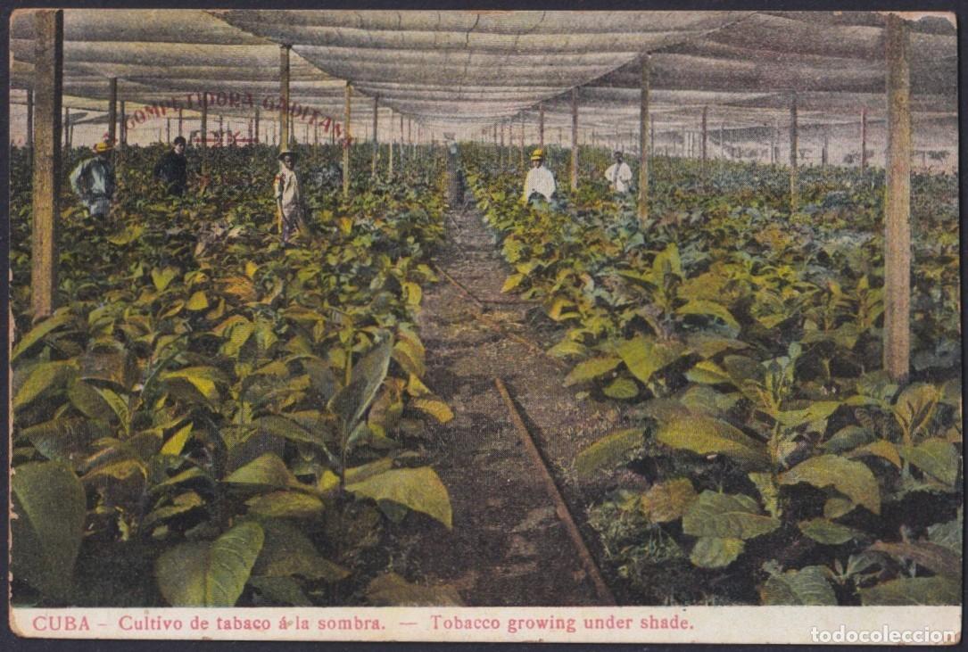 Postales: POS-1775 CUBA POSTCARD CIRCA 1908 TOBACCO GROWING UNDER SHADE SEMBRADO DE TABACO A LA SOMBRA.