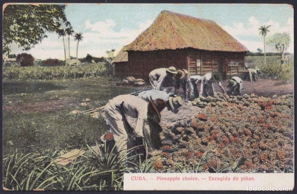 Postales: POS-1723 CUBA CIRCA 1902 POSTCARD UNUSED PINEAPPLE CROP CULTIVO DE PI&Ntilde;A.