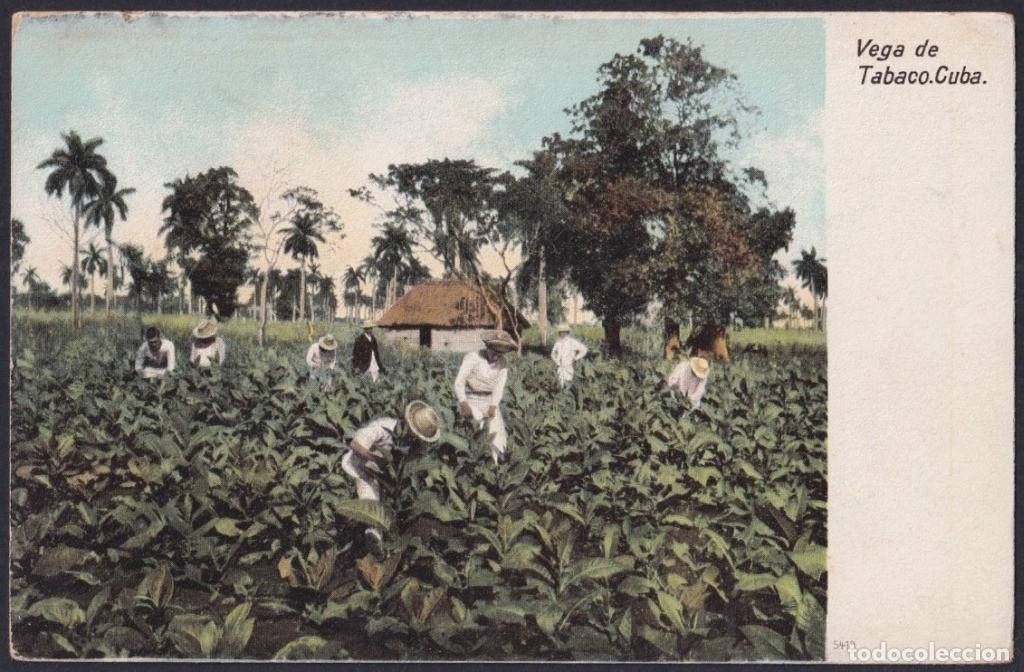 Postales: POS-1717 CUBA CIRCA 1905 POSTCARD UNUSED VEGA DE TABACO TOBACCO CAMP.