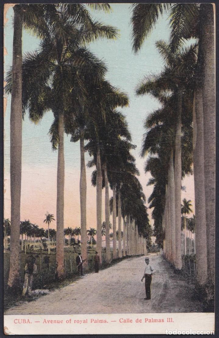 Cartoline: POS-1793 CUBA POSTCARD CIRCA 1910 LANDSCAPE ROYAL PALM AVENUE.