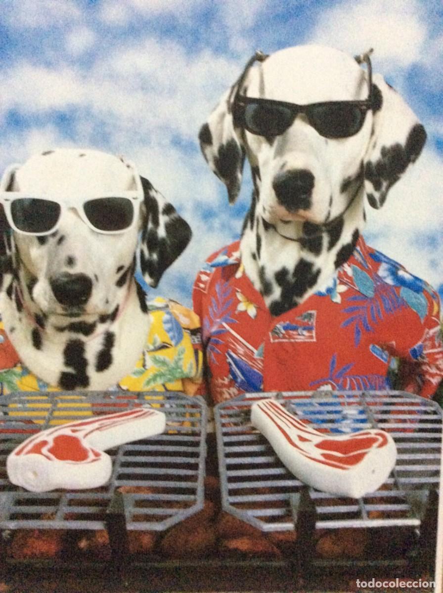 Postcards: Tarjetas postales sin circular. Tema: Perros. Impreso en U.S A. Dimens. 17,8 x 12,7 cm