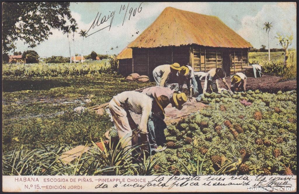 Postcards: POS-1832 CUBA POSTCARD 1906 PINNEAPLE CHOISE COSECHA DE PI&Ntilde;AS TO SPAIN